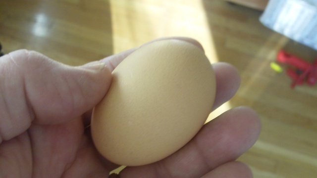 egg 002